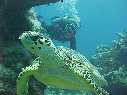Reef Diving at La Tortuga site of Playa Del Carmen Buseo con las tartarugas en playa del carmen